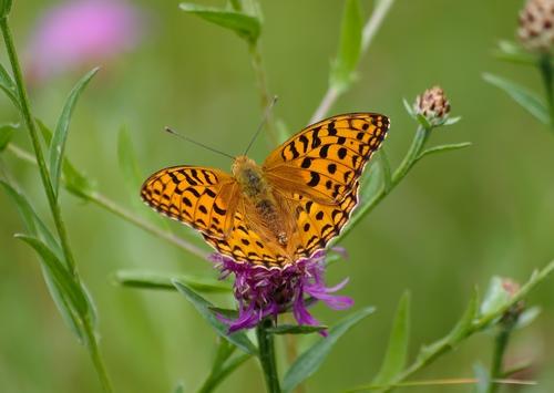 Argynnis adippe